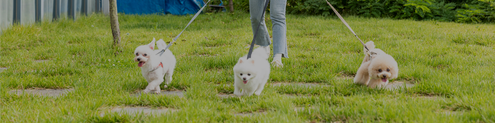 반려동물 돌봄 서비스